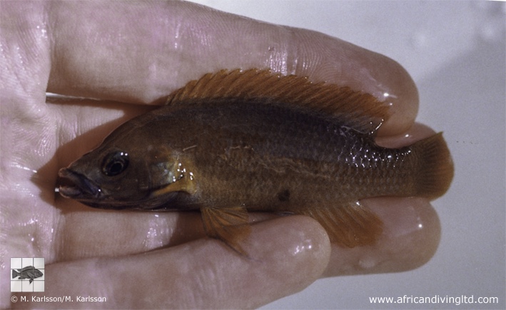 Neolamprologus sp. 'leleupi blue chin' Lupota
